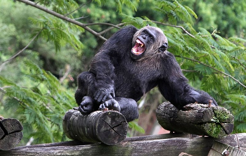 O chimpanzé Bob chegou em dezembro ao Parque Iguaçu | Maurilio Cheli/Divulgação/SMCS