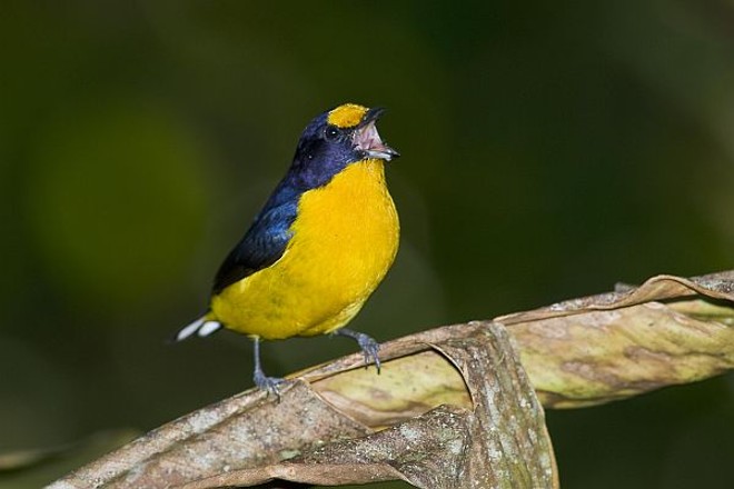 Bonito-lindo (Euphonia violacea) |