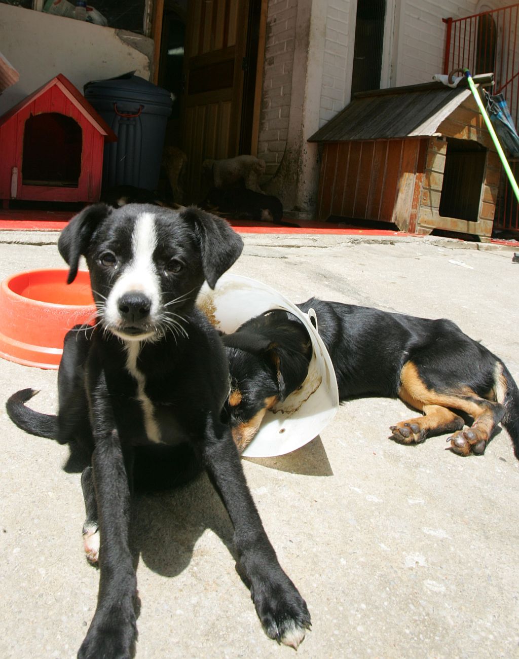 Cães e gatos são acolhidos pela Sociedade Protetora dos Animais: sem incentivo | Aniela Nascimento/ Gazeta do Povo