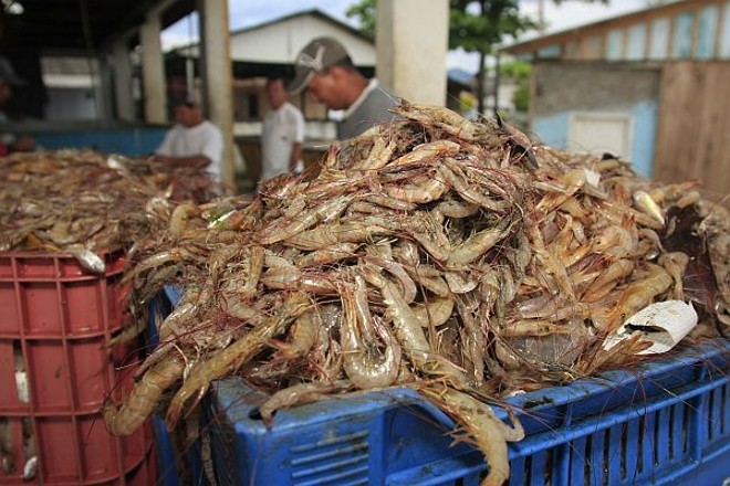 Pescadores fazem a separação do camarão |