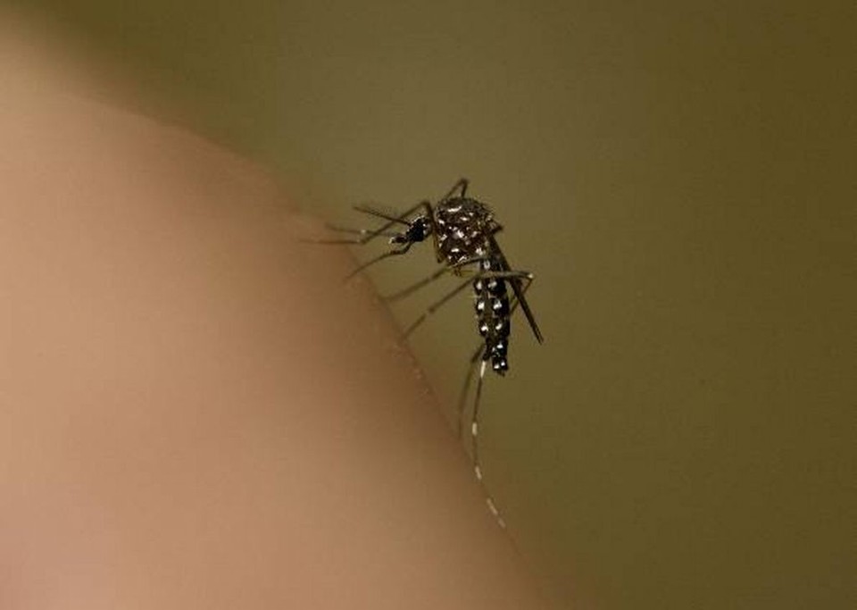 Mosquito banqueteia-se com sangue humano | Stewart Gould/Divulgação