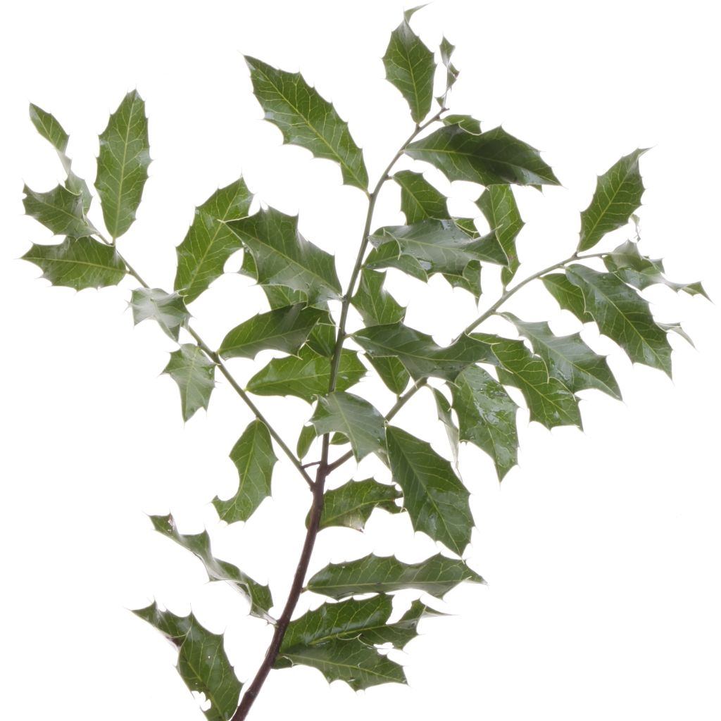 Espinheira-santa: compra do vegetal in natura deve ser evitada para não haver risco de intoxicação |