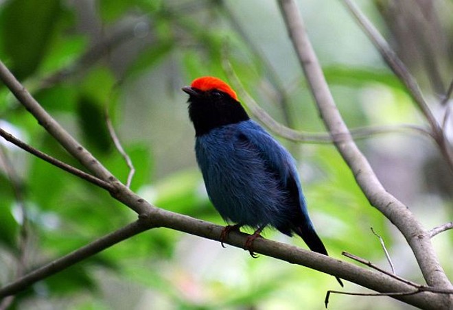 Pássaro Tangara da serra foi fotografado em meio aos galhos das árvores |