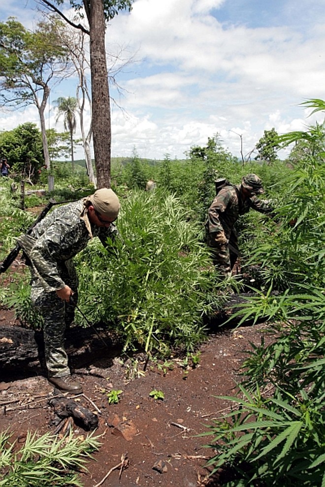 Policiais destroem plantação de um hectare de maconha: áreas abandonadas do país são invadidas por criminosos. |