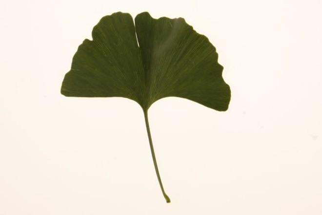 Folha de Ginkgo biloba |