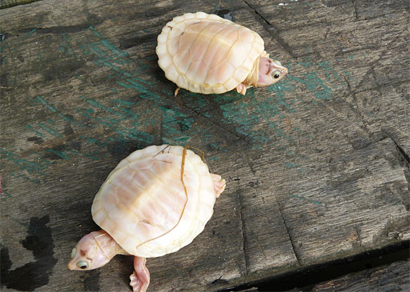 As tartarugas albinas têm de ter um cuidado especial antes de serem devolvidas para a natureza | ICMBio/Divulgação