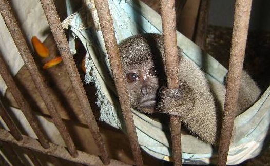 Macaco-barrigudo aprrendido pelo Ibama: aves e primatas são as principais vítimas do tráfico de animais | Divulgação/Ibama