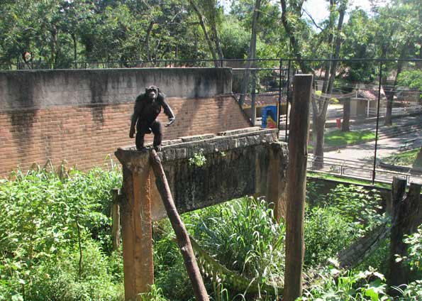 Chimpanzé Pipo, que andava estressado com o assédio do público, ganha novo recinto, com mato mais alto, rede e refúgio | Divulgação/ Esther Nazareth/ Fundação Riozoo