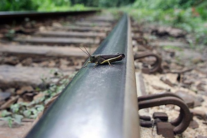 Grilo sobre o trilho da linha férrea que corta o Parque Estadual Pico do Marumbi |