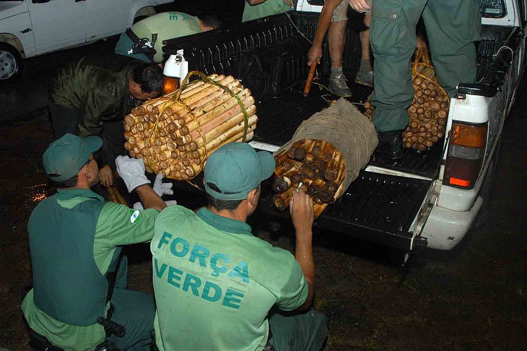 Fábrica clandestina fechada em Guaratuba tinha 493 árvores de palmito | Roberto Coradini/SECS