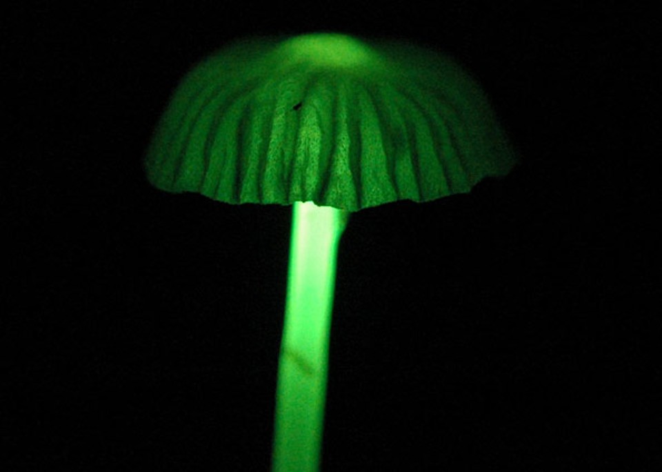 Mycena lacrimans é o nome do fungo encontrado na Amazônia que é bioluminescente | Ricardo Braga-Neto/Arquivo Pessoal