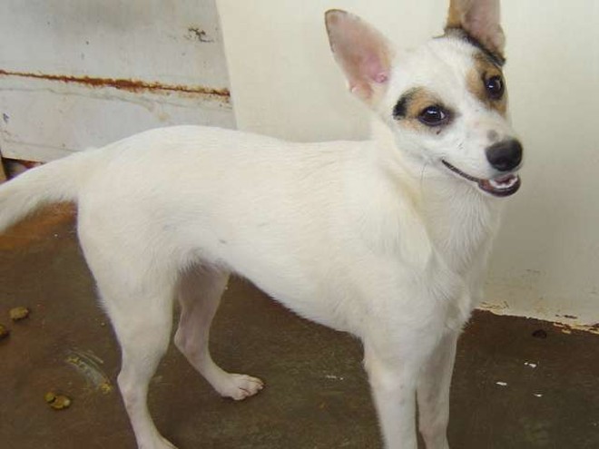 Animais são entregues castrados e vacinados |