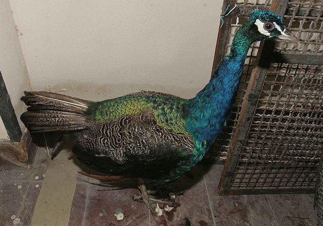 Pavão apreendido é apresentado na sede da PF na Praça Mauá | 