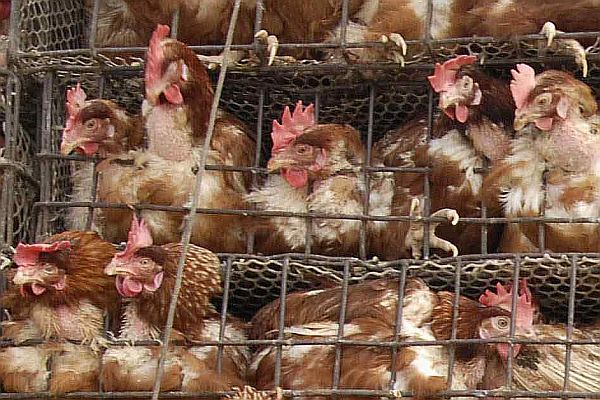 No ano passado foram embarcadas 3,6 milhões de toneladas de carne de frango | Stringer/Reuters