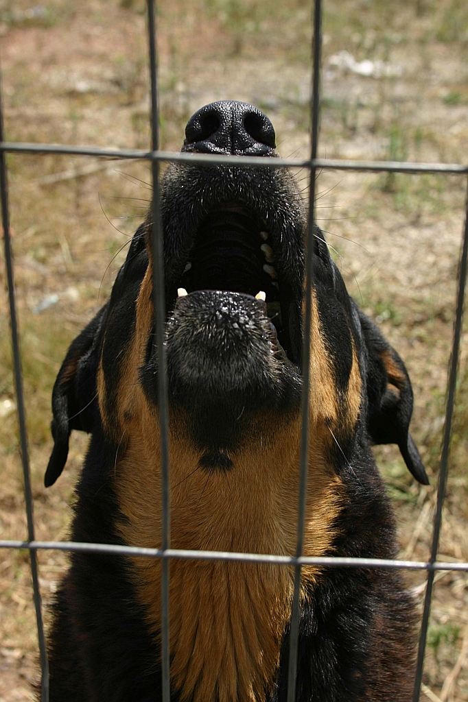 Aluguel de cães de guarda está proibido no Paraná | Giuliano Gomes/Arquivo Gazeta do Povo