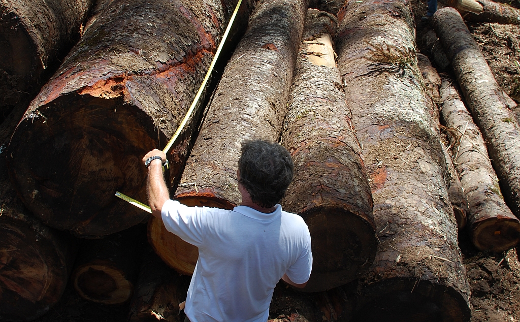 Fiscal mede toras cortadas ilegalmente: dimensões da árvore derrubada e relevância da espécie serão importantes para definir tamanho da multa |