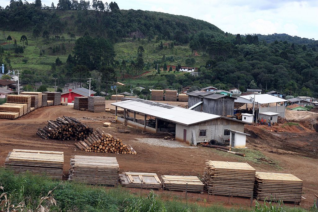 Toras de madeira nobre: Região Centro-Sul do estado concentra a maior parte dos remanescentes de araucária no Paraná | Henry Milleo/Gazeta do Povo