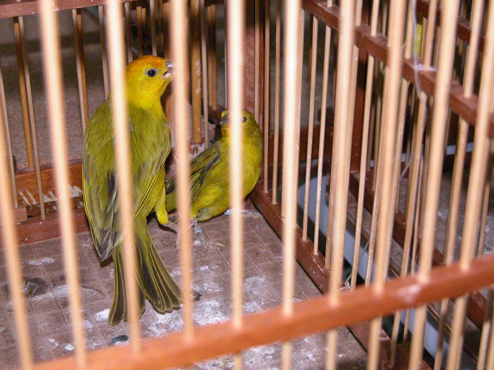 Canários que eram usados em rinha; polícia apreendeu 211 aves | Osvaldo Ribeiro / Sesp