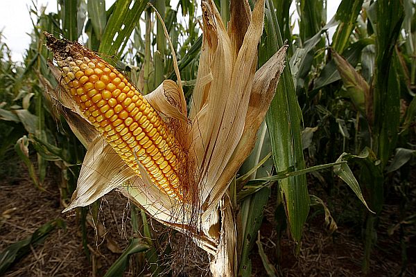 Safra de milho foi penalizada por preço menor. | Jonathan Campos/Gazeta do Povo