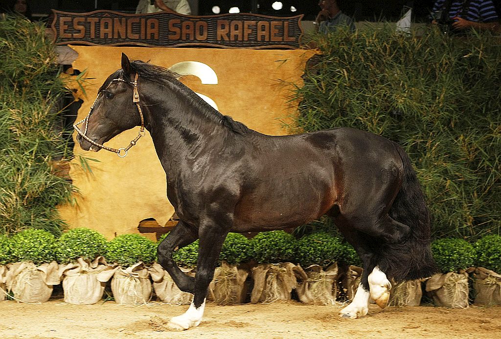 Reprodutor argentino Del Oeste Mutante teve coberturas vendidas por R$ 24 mil, valor recorde no país. | Jonathan Campos/Gazeta do Povo