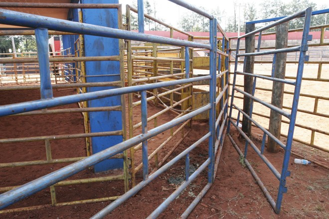 Boi escapou no momento que era colocado em um caminhão para ser retirado do local |
