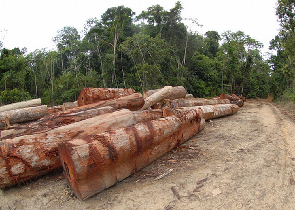 Madeira apreendida em Altamira (PA) no final de 2008: financiamento do fundo deve ser vinculada a resultados das ações de conservação | MMA/Divulgação