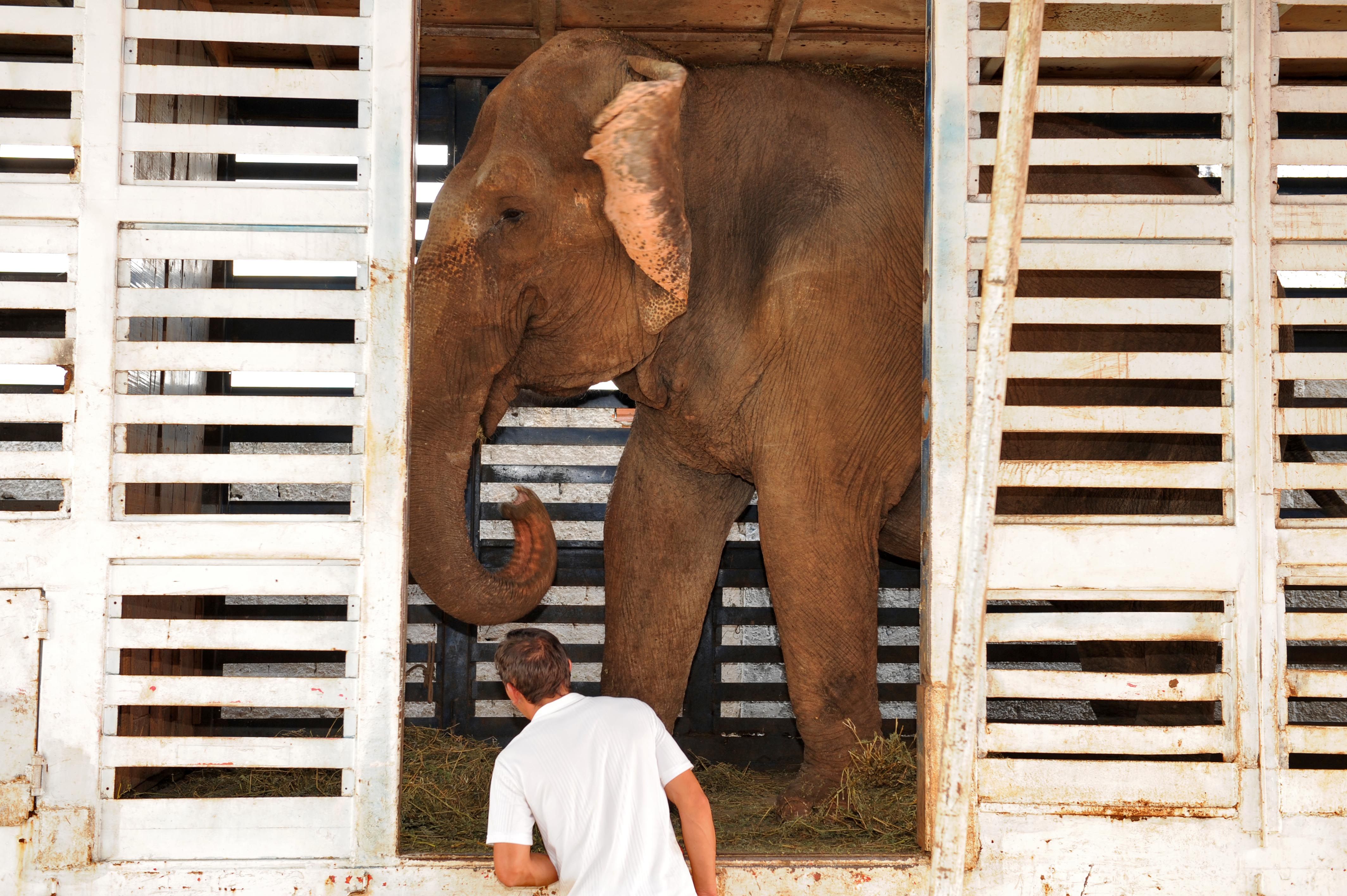 Um médico veterinário constatou que a elefanta, de 46 anos, não apresentava sinais de maus tratos | Maurilio Cheli/SMCS