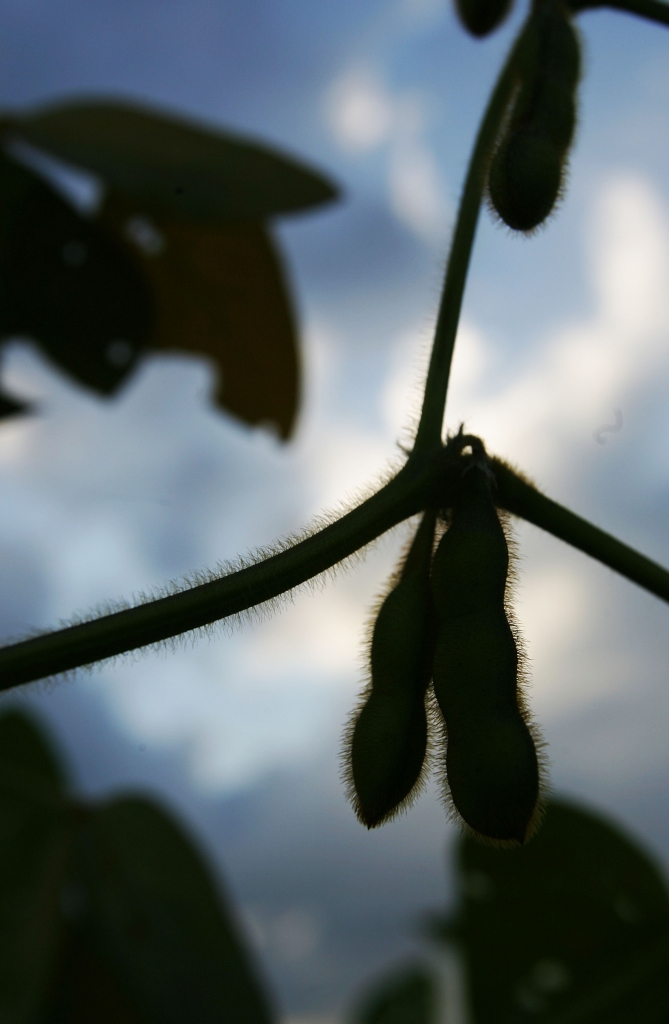 Produção de soja na Argentina será menor, prevê governo dos EUA | Daniel Castellano/Gazeta do Povo