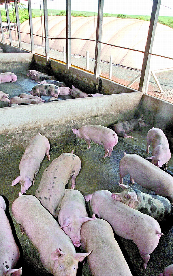Criação de suínos no Paraná: movimento especulativo preocupa agroindústria. | Christian Rizzi/Gazeta do Povo