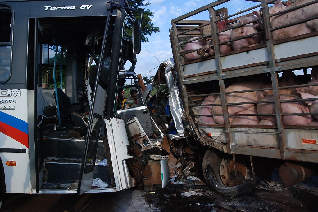 Colisão entre ônibus e caminhão que transportava porcos, em Toledo: caso será investigado pela Polícia Civil | Michele Carneiro/Jornal do Oeste