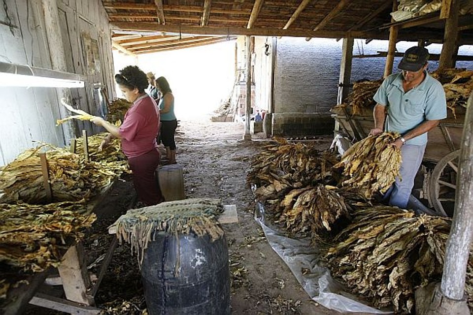 Família de produtores de fumo, de Quitandinha só visita Curitiba duas vezes por ano | Jonathan Campos/Gazeta do Povo