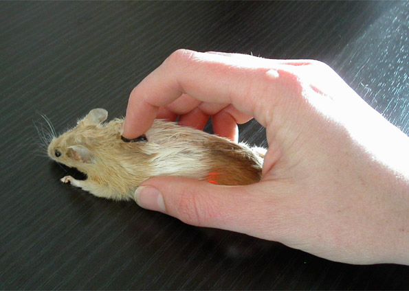 Foto divulgada no site "Instructables" mostra o resultado final do camundongo empalhado transformado em mouse de computador. O projeto é assinado pelos usuários "noahw" e "canida" | Divulgação/Instructables