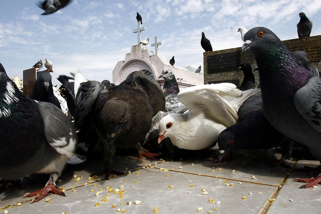 A Secretaria de Meio Ambiente estima que existiam 240 mil pombos em Londrina, em 2007 | Roberto Custódio/Jornal de Londrina