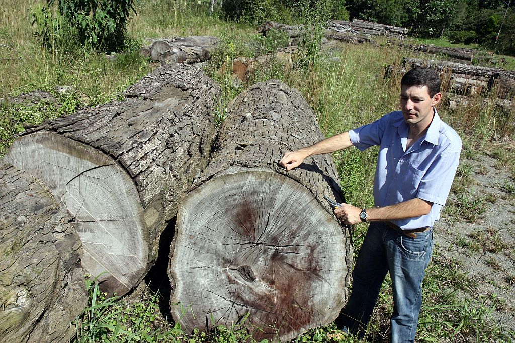 O técnico ambiental Ademir Brandalise mede as toras ao relento na Floresta Nacional de Irati | Henry Milleo/Gazeta do Povo