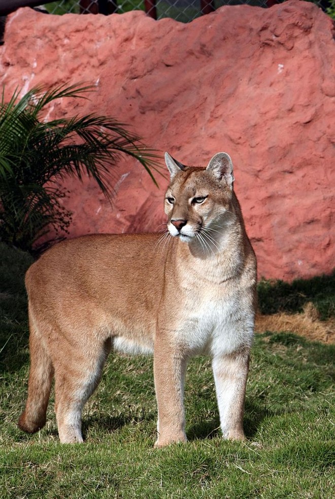 Onça parda: uma das moradoras do santuário de Campina Grande do Sul | 