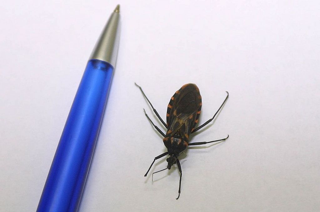 Barbeiro, transmissor da doença: embora o inseto esteja presente nos EUA, transfusões são maior o vetor entre os americanos | Aniele Nascimento/Gazeta do Povo