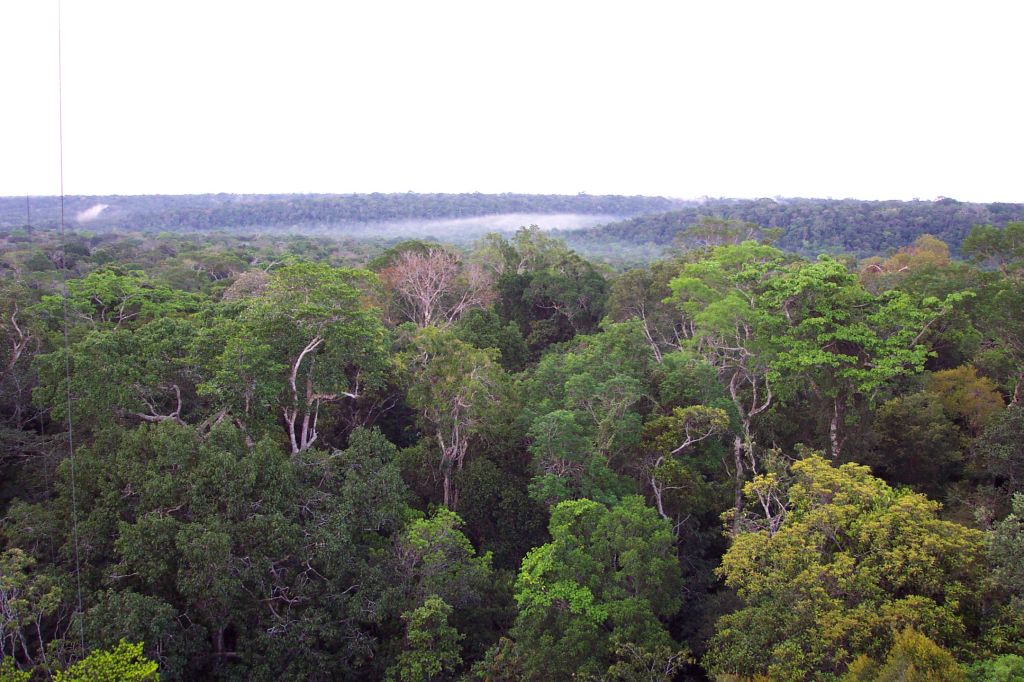 Vista geral da Amazônia: terra arrasada, mobilização internacional e luta por sustentabilidade | Divulgação