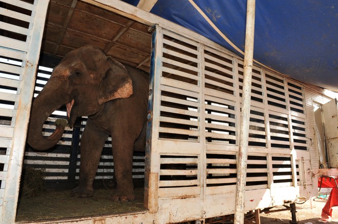 O dono terá de apresentar a documentação ou a elefanta será enviada para um abrigo de animais |
