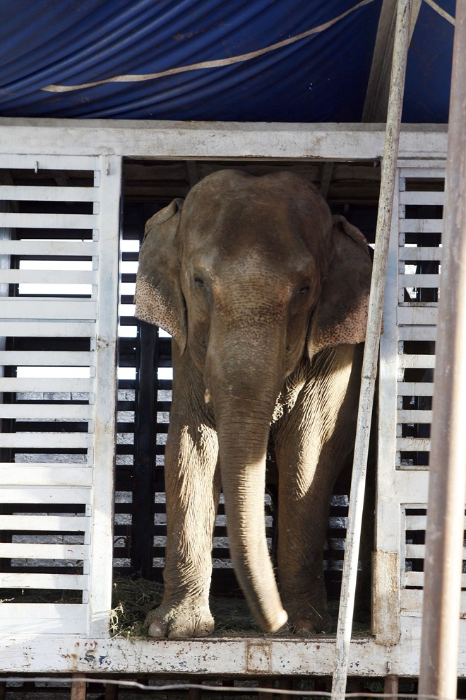 O dono terá de apresentar a documentação ou a elefanta será enviada para um abrigo de animais |