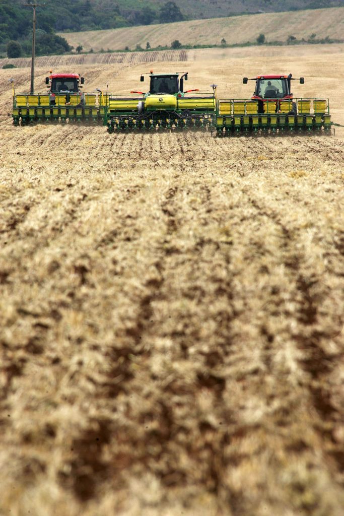 Agricultores esperam recuperar perdas na safra de milho com a produção de trigo | Daniel Castellano/Gazeta do Povo