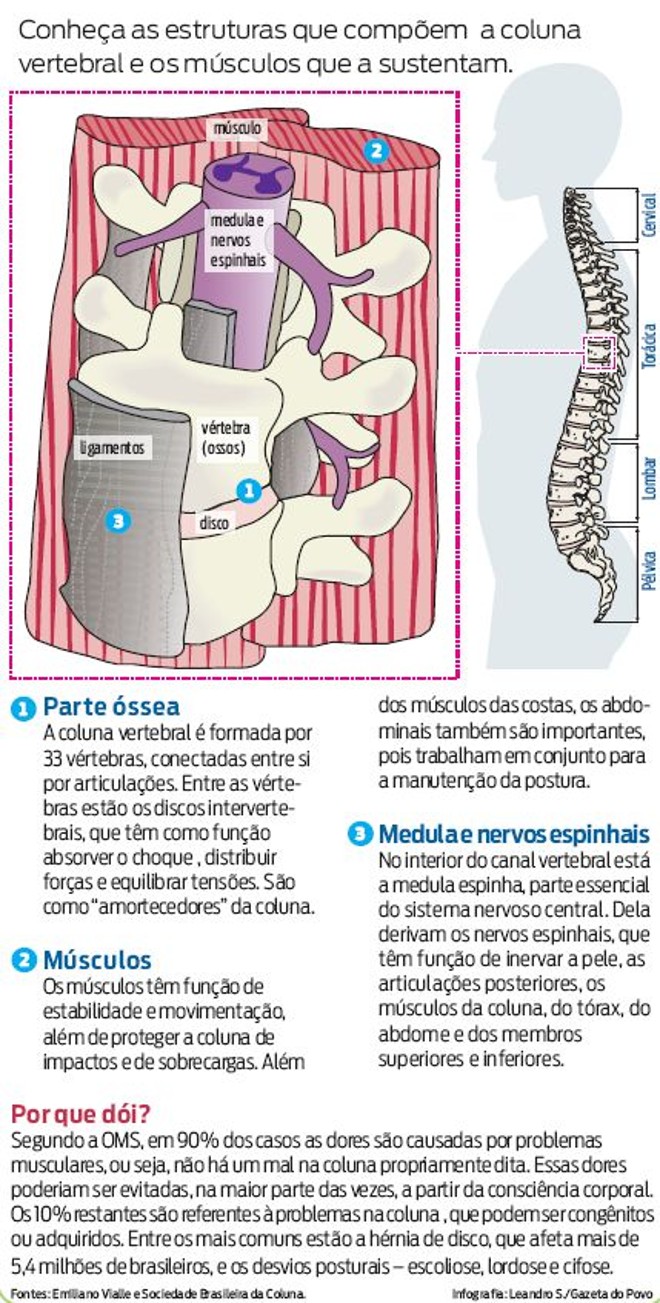 Conheça as estruturas que compõem a coluna vertebral e os músculos que a sustentam |