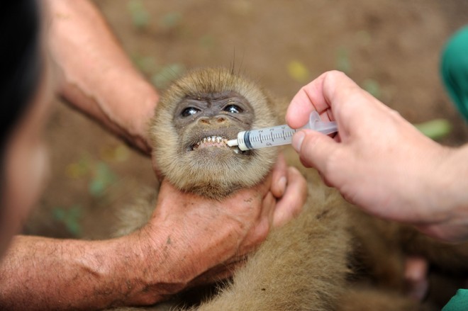 Os macacos monocarvoeiros são uma espécie brasileira extremamente ameaçada de extinção | 