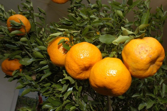 O objetivo é evitar a disseminação da doença conhecida como Mancha Preta dos Citros | 