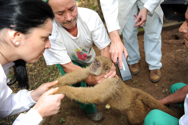 Os macacos monocarvoeiros são uma espécie brasileira extremamente ameaçada de extinção | 