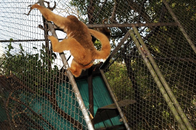 Os macacos monocarvoeiros são uma espécie brasileira extremamente ameaçada de extinção | 