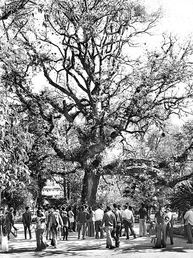 Carvalho plantado na inauguração do Passeio Público, em 1886. Morreu por falta de cuidados |