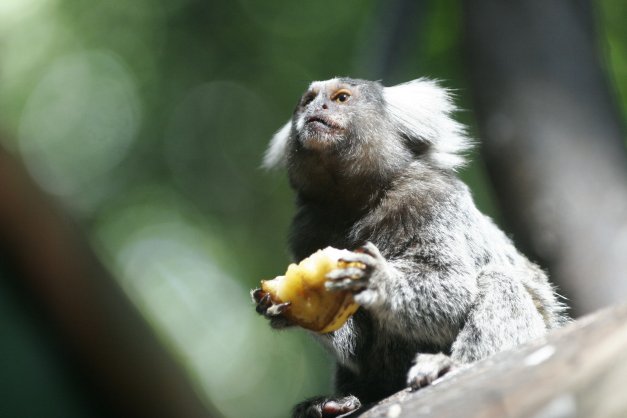 O parque foi fechado pela suspeita de que macacos que morreram estivessem com febre amarela | Ivan Amorin/Gazeta do Povo