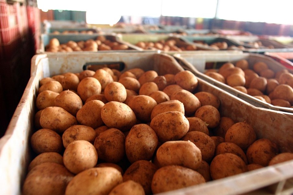 Preço da batata foi um dos que mais subiu na cesta básica de Curitiba no mês de maio | Henry Milleo/Gazeta do Povo