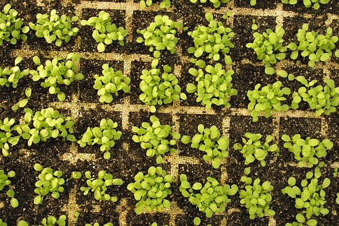 As verduras de folhas verdes, como a alface, pode ser consumida com mais segurança: tire as folhas externas |