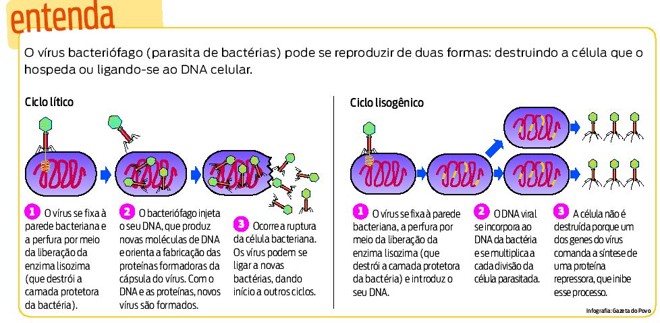 Entenda como o vírus bacteriófago se reproduz |